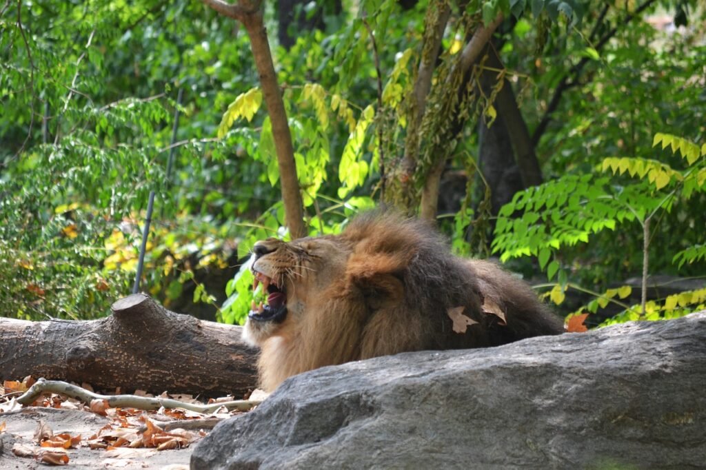 bronx zoo lion